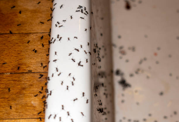Insect Control in Primera, TX