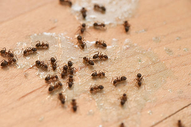Best Wildlife Control Services  in Primera, TX