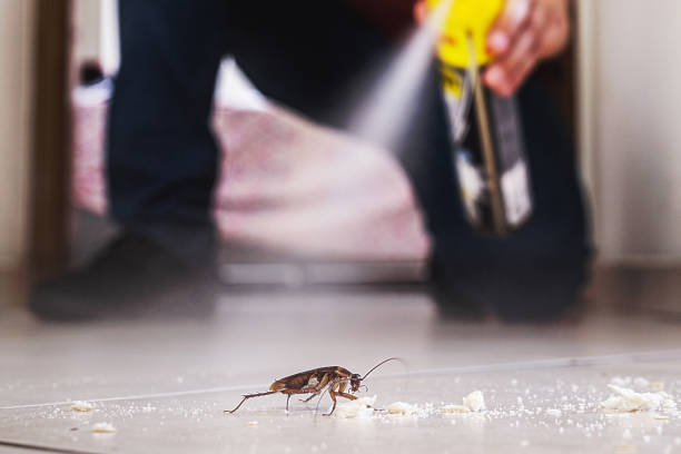 Best Mosquito Control Services  in Primera, TX