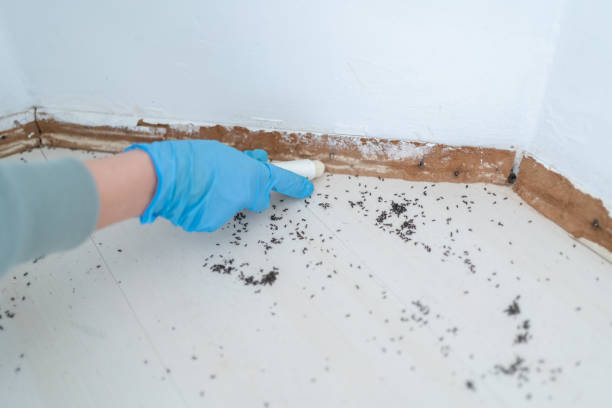 Primera, TX Pest Control Company